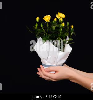 Hände, die einen kleinen Busch gelber Rosen in einem Topf halten, der auf schwarzem Hintergrund isoliert ist. Trendiges Banner zum Valentinstag, Internationalen Frauentag oder Stockfoto