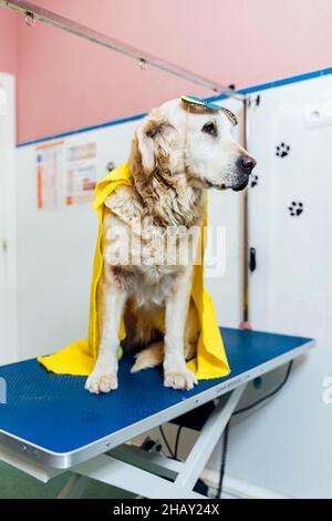 Cute Golden Retriever in Maske und Umhang während des Eingriffs in hellen modernen Tierarztklinik Stockfoto