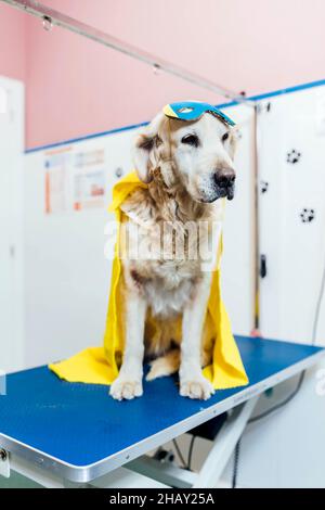 Cute Golden Retriever in Maske und Umhang während des Eingriffs in hellen modernen Tierarztklinik Stockfoto