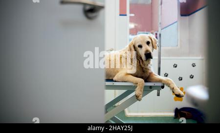 Durch die geöffnete Tür Ansicht des niedlichen Golden Retriever auf dem Tisch neben dem Fenster liegend Blick auf die Kamera vor dem medizinischen Eingriff in modernen Licht Tierarzt c Stockfoto