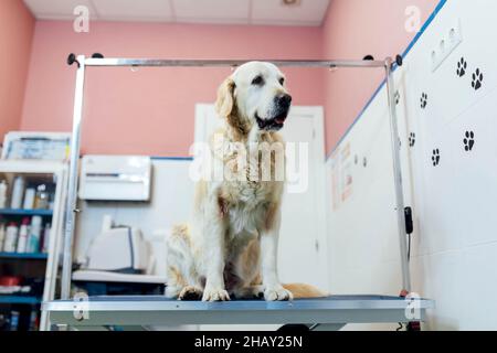Niedliche gehorsam haarige Golden Retriever Hund sitzt auf blauem Tisch vor dem medizinischen Eingriff in Raum von Licht modernen Tierarzt Klinik Stockfoto