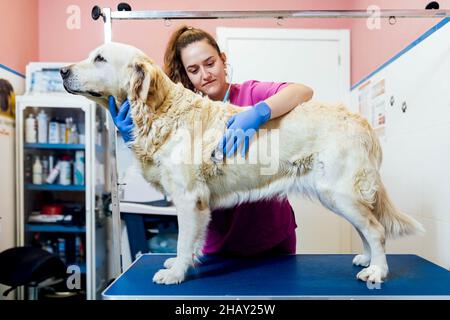 Professionelle Tierärztin Untersuchung niedlichen Golden Retriever Hund mit Stethoskop auf dem Tisch in Licht Tierklinik mit medizinischen suppli stehen Stockfoto