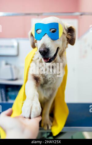 Crop unkenntlich Tierarzt geben Hand zu niedlichen Golden Retriever in Maske und Umhang während des Verfahrens in Licht modernen Tierarzt Klinik Stockfoto
