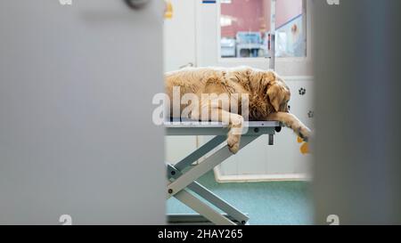 Durch die geöffnete Tür Blick auf niedliche Golden Retriever auf dem Tisch in der Nähe Fenster vor dem medizinischen Eingriff in modernen Licht Tierarzt Klinik liegen Stockfoto