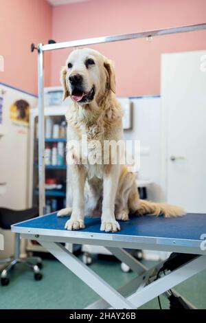 Niedliche gehorsam haarige Golden Retriever Hund sitzt auf blauem Tisch vor dem medizinischen Eingriff in Raum von Licht modernen Tierarzt Klinik Stockfoto