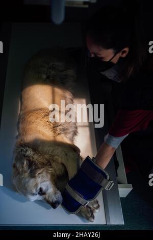 Von oben der weiblichen Tierärztin in Schutzmaske und Handschuhe halten Pfoten von Golden Retriever auf dem Tisch liegen während des Eingriffs in der Klinik Stockfoto