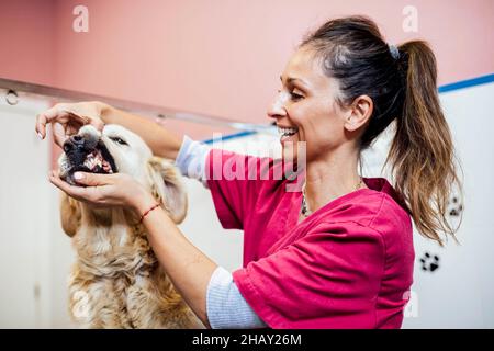 Seitenansicht einer positiven Tierärztin in einer einheitlichen Untersuchung der Zähne des Golden Retriever Hundes in einer modernen Tierarztklinik während der Arbeit Stockfoto