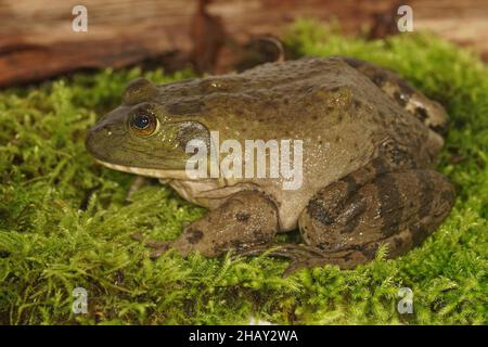 Nahaufnahme eines subadulten nordamerikanischen Bullfrog, Rana catesbeiana, der auf grünem Moos in Süd-Oregon sitzt Stockfoto