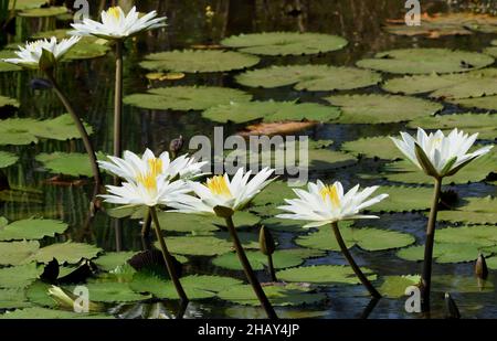 Weiße blühende Seerosen (Nymphaea-Arten) wachsen in einem Teich in der Nähe von Kuntaur. Kuntaur, Republik Gambia., Stockfoto