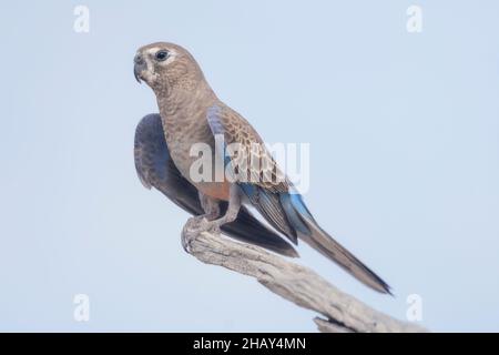 Porträt eines wilden Bourke's Papagei (Neopsephotus bourkii) auf einem Ast, Australien Stockfoto