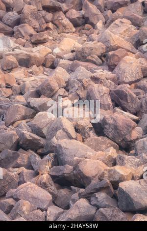 Wildes, gelbfüßiges Felswallaby (Petrogale xantopus) auf einem felsigen Geröll, Australien Stockfoto