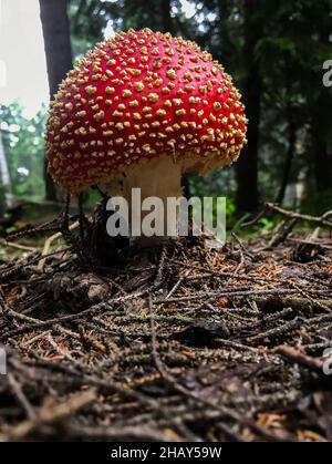 Schöne rote attraktive Fliege agaric (amanita muscaria) giftigen Pilz in tiefen Wald, Nahaufnahme Stockfoto