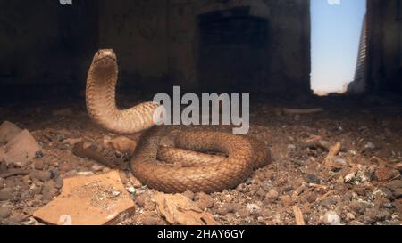 Wilde, braune Westernschlange (Pseudonaja nuchalis) in defensiver Haltung im verlassenen Gebäude in Australien Stockfoto