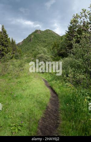 Vertikale Aufnahme von kleinem Holz auf dem Boden des Thorsmork-Tals in Südisland an einem bewölkten Frühlingstag. Kalter Himmel über dem berühmten Laugavegur Trail Stockfoto
