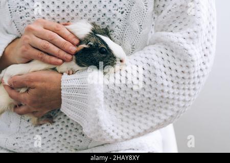 Eine Frau mittleren Alters hält ein Meerschweinchen in ihren Armen. Haustiertherapie, Pflege und Pflege. Mensch-Tier-Beziehung Stockfoto