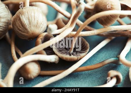 Nahaufnahme von frischen psychedelischen Pilzen (Psilocybe mexicana) auf einem Tisch Stockfoto