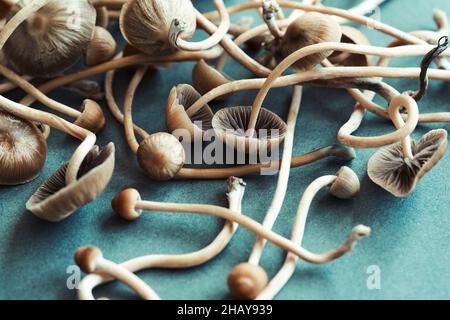 Nahaufnahme von frischen psychedelischen Pilzen (Psilocybe mexicana) auf einem Tisch Stockfoto