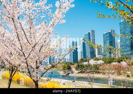 Quelle des Songdo Central Park und Wolkenkratzer in Incheon, Korea Stockfoto