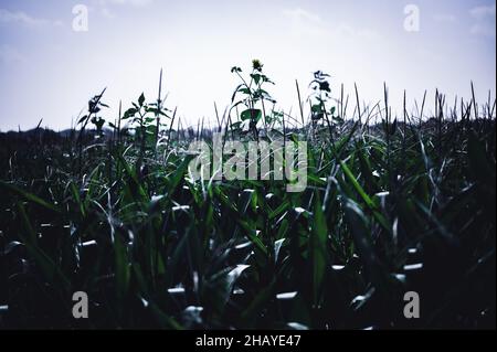 Herbizidresistentes Unkraut gegen die Skyline über einem Feld mit verquistertem Mais Stockfoto