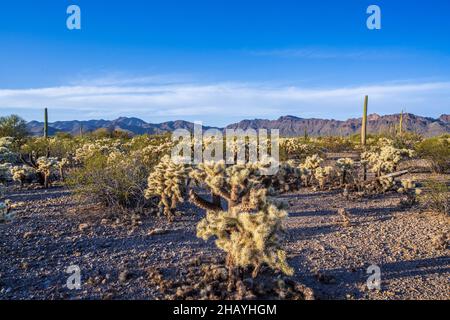 Ein langes, schlankes Saguaro Kaktus im Saguaro National Park, Arizona Stockfoto
