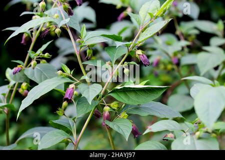 Blumen der Belladonna - Atropa belladonna - am Wegesrand im Sommer, Bayern, Deutschland, Europa Stockfoto