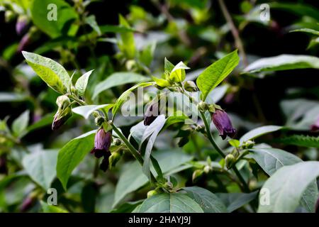 Blumen der Belladonna - Atropa belladonna - am Wegesrand im Sommer, Bayern, Deutschland, Europa Stockfoto