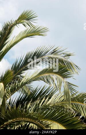 Grüne Palmblätter. Palme Stockfoto