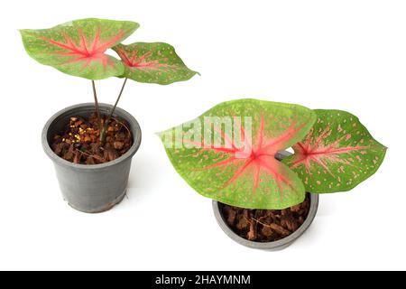 Caladiums bicolor Pflanze isoliert auf weißem Hintergrund Stockfoto