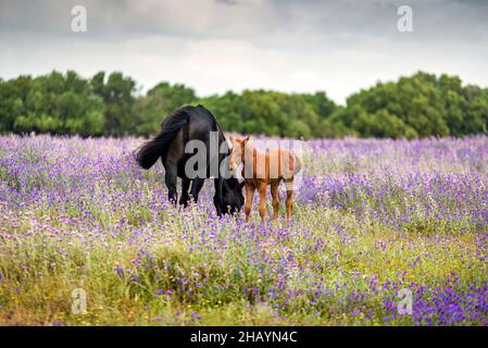 Mare und ihr Fohlen grasen zwischen Wildblumen auf einer Wiese, Canos de Meca, Cáádi, Andalusien, Spanien Stockfoto
