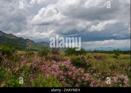 Rosafarbene Wildblumen am Madera Canyon im Süden Arizonas Stockfoto