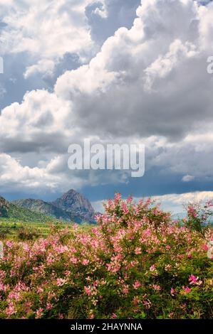 Rosafarbene Wildblumen am Madera Canyon im Süden Arizonas Stockfoto