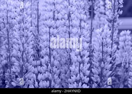 Lupine blüht auf dem Feld. Lupinus, allgemein bekannt als Lupin oder Lupin, ist eine Gattung der blühende Pflanzen in der Familie der Hülsenfrüchte, Fabaceae. Stockfoto