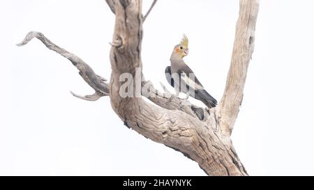 Wilder Nymphicus hollandicus auf einem toten Baum, Australien Stockfoto