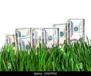 Dollar im frischen Gras auf dem weißen Hintergrund Stockfoto