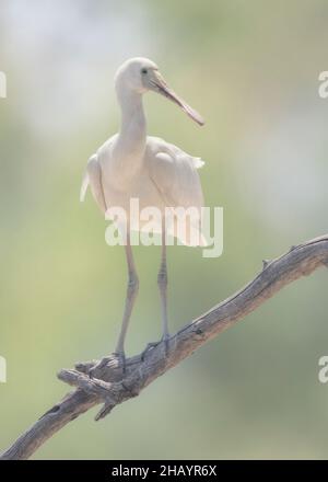 Wilder, juveniler Gelbschnabellöffel (Platalea flavipes) auf einem Ast, Australien Stockfoto