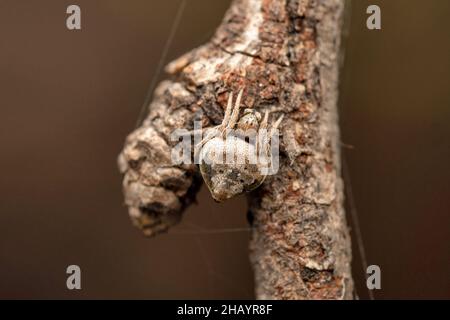 Orb Weberspinne, Eriovixia laglaizei, Satara, Maharashtra, Indien Stockfoto