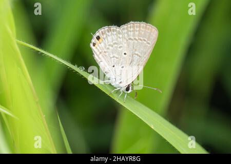 Orientalischer gramblauer Schmetterling, Euchrysops cnejus, Pune, Maharashtra, Indien Stockfoto