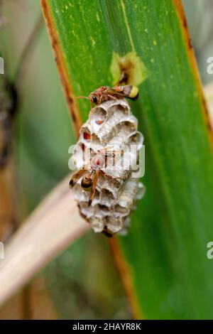 Nest und Rotpapierwespe, Ropalidia marginata Satara, Maharashtra, Indien Stockfoto