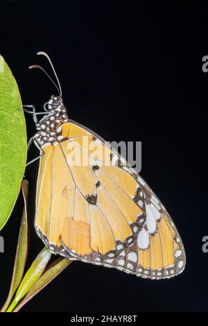 Schmetterling des schlichten Tigers (Danaus chrysippus). Nymphidae : Bürstenfüßige Schmetterlinge, Satara, Maharashtra, Indien Stockfoto