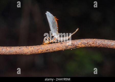 Rote Weberamse, Oecophylla smaragdina, die eine Gottesanbeterin trägt, Satara, Maharashtra, Indien Stockfoto