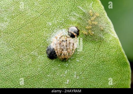 Kleine weibliche Orbis-Weberspinne, Eriovixia laglaizei, Satara, Maharashtra, Indien Stockfoto