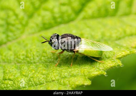 Soldierfly, Zabrachia tenella, Satara, Maharashtra, Indien Stockfoto