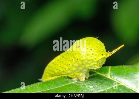 Warnzeichen des eichelhäher-Schmetterlings, Graphium Doson, Satara, Maharashtra, Indien Stockfoto