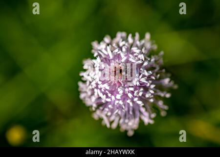 Plantago media Blume wächst auf der Wiese, Makro Stockfoto