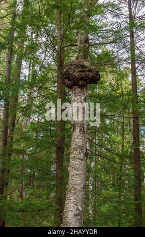 Grosse Maserung auf einer Papierbirke (betula papyrifera). Die Kronengallenkrankheit wird durch agrobacterium tumefaciens verursacht. Fichten-Tannen-nördlicher Laubwald. Stockfoto