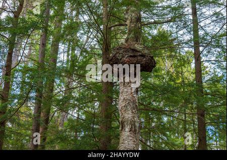 Kettle Pond State Park, Groton, Vermont Stockfoto