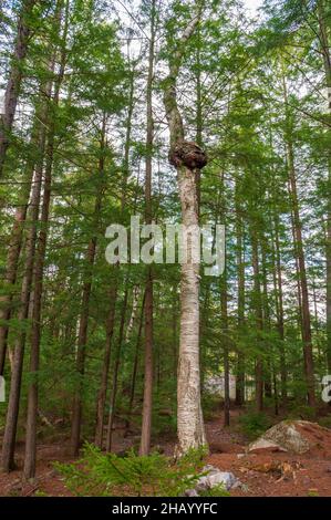 Grosse Maserung auf einer Papierbirke (betula papyrifera). Die Kronengallenkrankheit wird durch agrobacterium tumefaciens verursacht. Fichten-Tannen-nördlicher Laubwald. Stockfoto