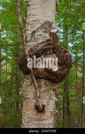 Grosse Maserung auf einer Papierbirke (betula papyrifera). Die Kronengallenkrankheit wird durch agrobacterium tumefaciens verursacht. Fichten-Tannen-nördlicher Laubwald. Stockfoto