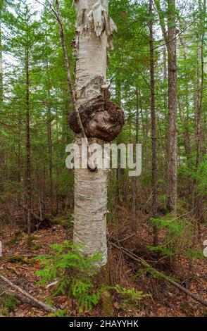 Grosse Maserung auf einer Papierbirke (betula papyrifera). Die Kronengallenkrankheit wird durch agrobacterium tumefaciens verursacht. Fichten-Tannen-nördlicher Laubwald. Stockfoto