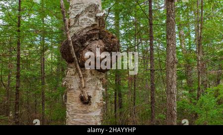 Grosse Maserung auf einer Papierbirke (betula papyrifera). Die Kronengallenkrankheit wird durch agrobacterium tumefaciens verursacht. Fichten-Tannen-nördlicher Laubwald. Stockfoto